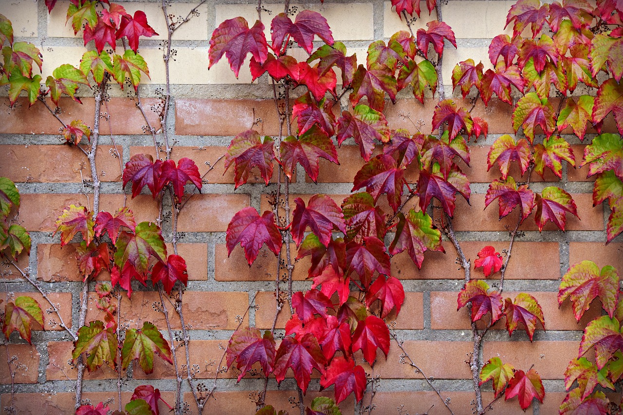 ivy  leaf  autumn color free photo