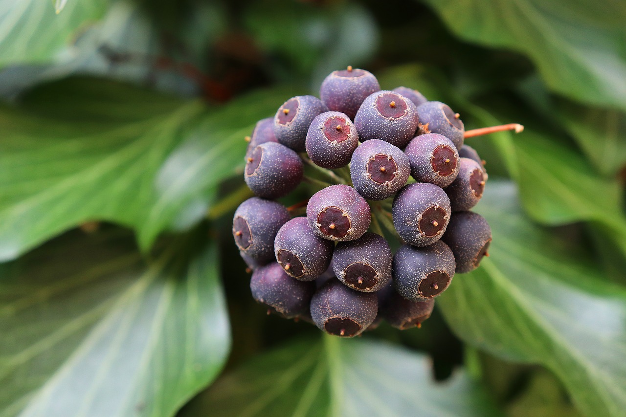 ivy  fruit  ivy fruit free photo