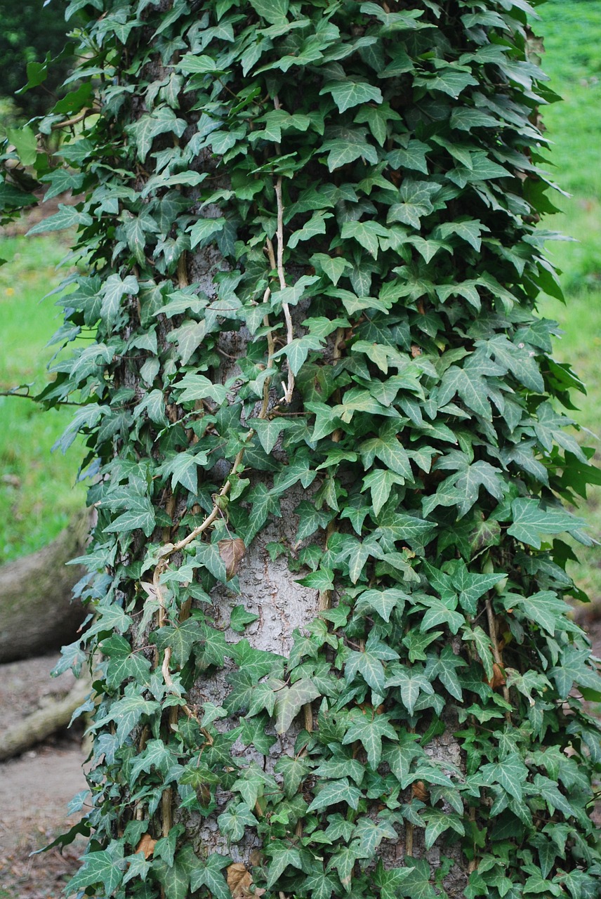 ivy tree nature free photo