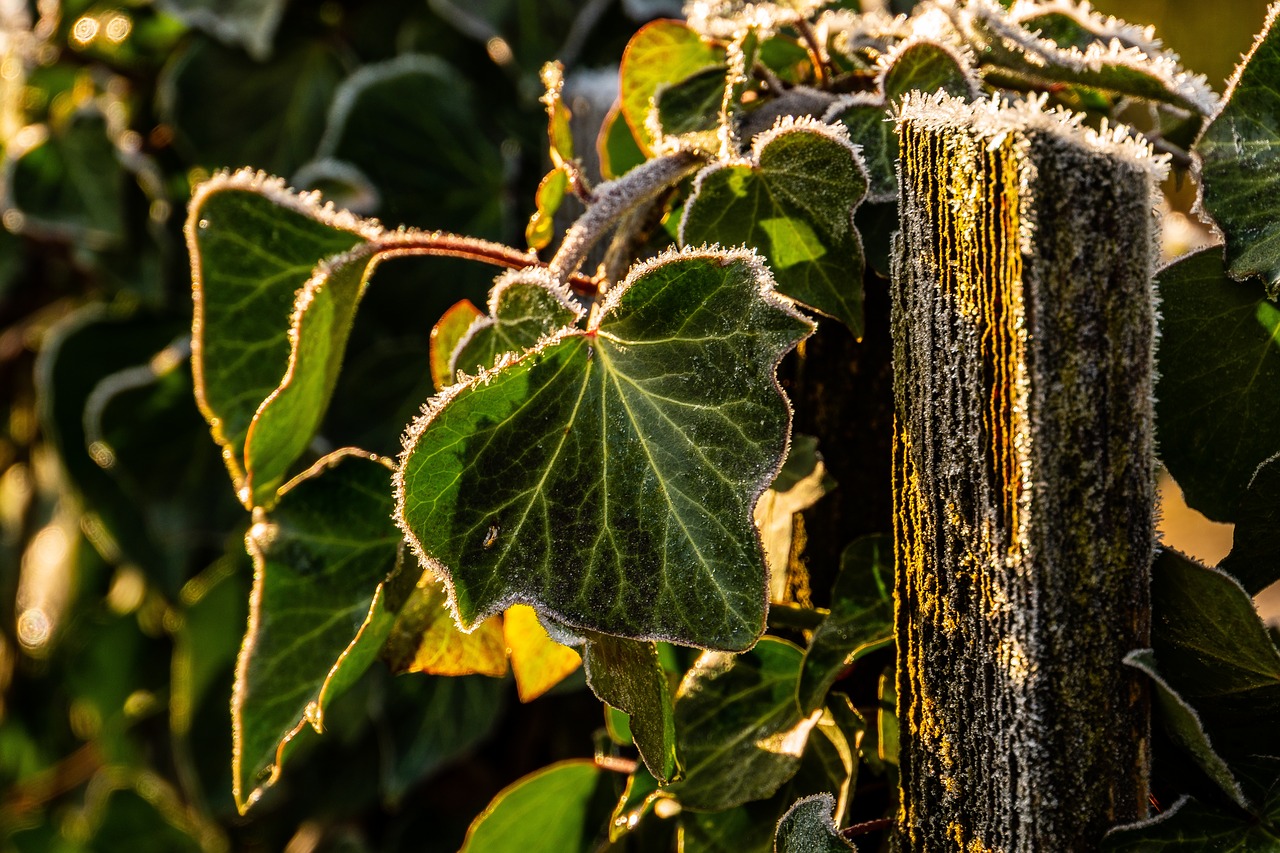 ivy  frost  backlighting free photo