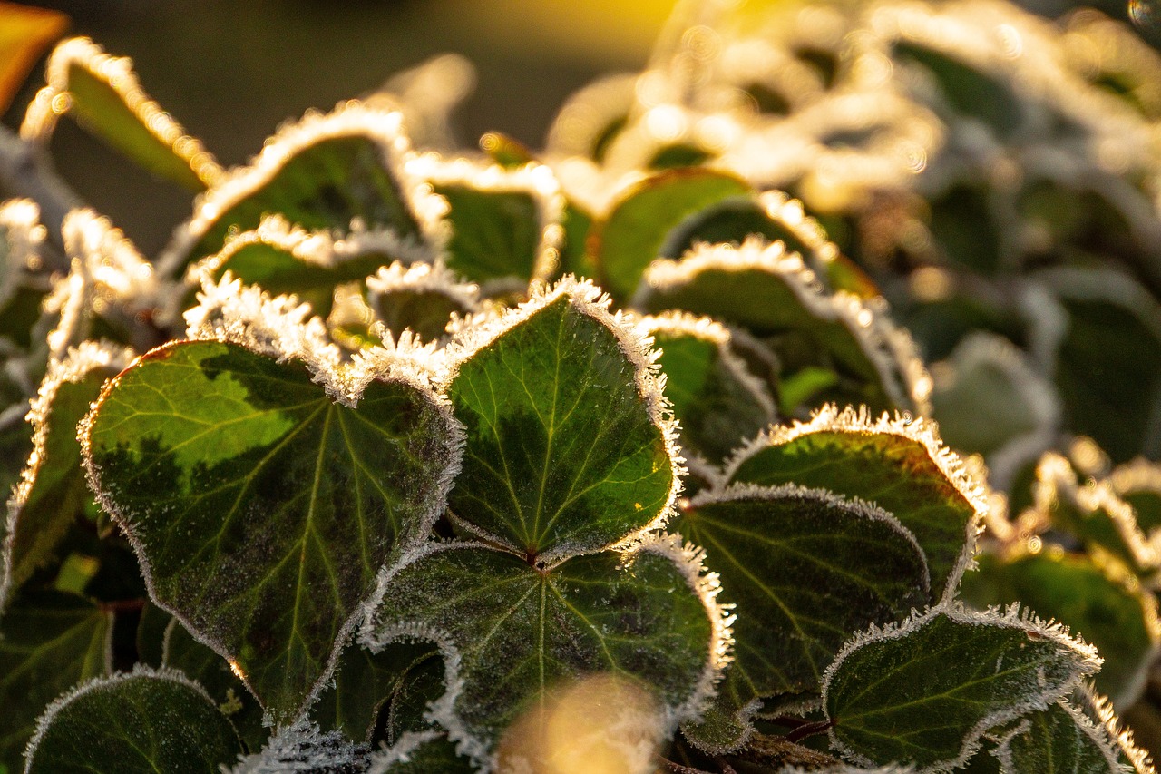 ivy  frost  backlighting free photo