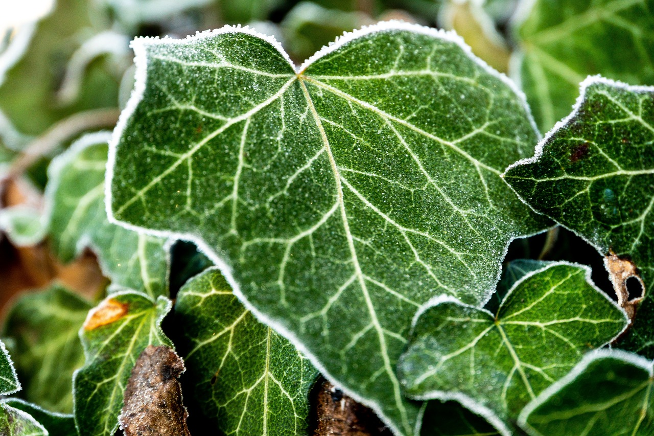 ivy  frost  nature free photo