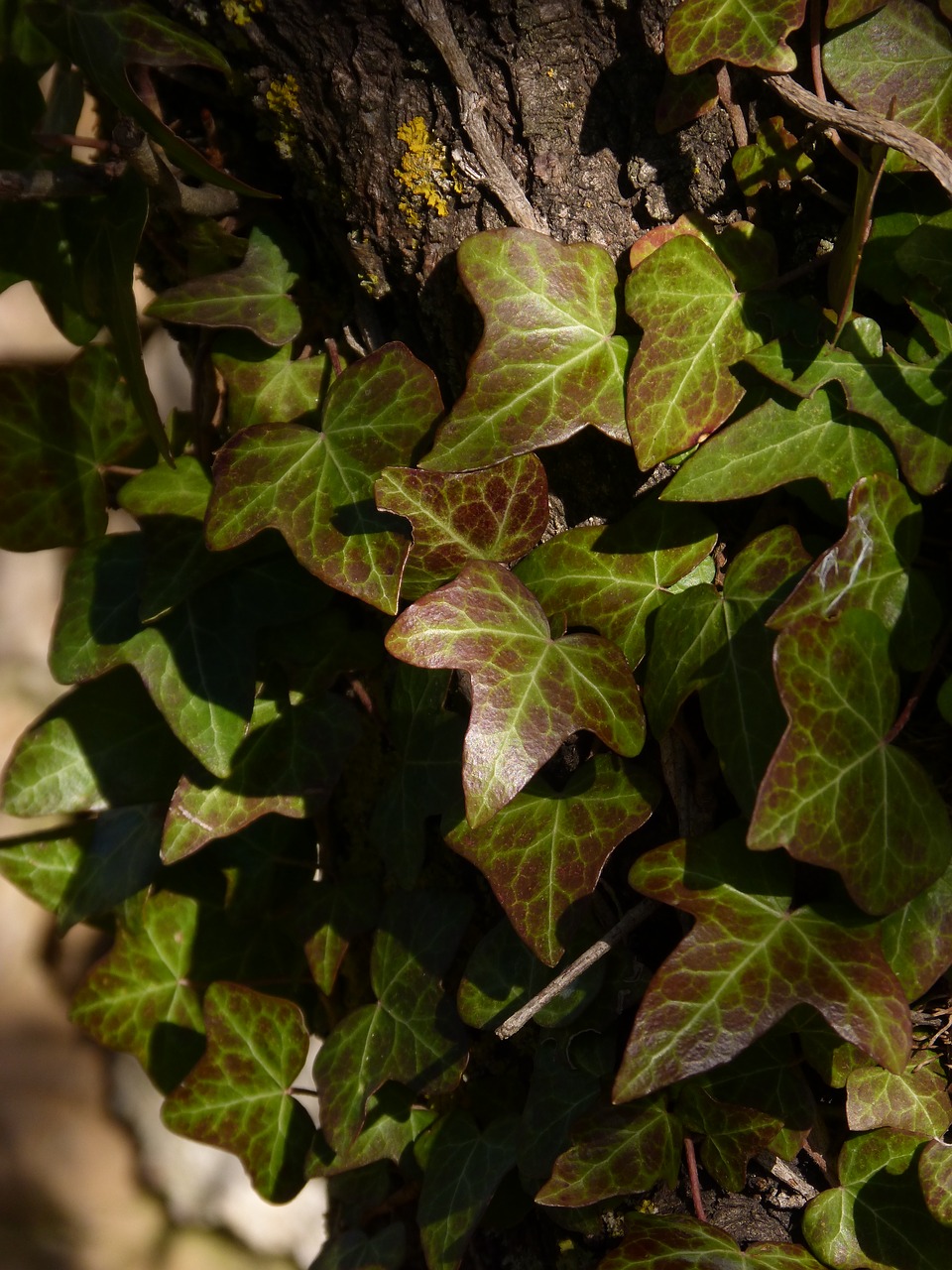 ivy  leaves  green and red free photo