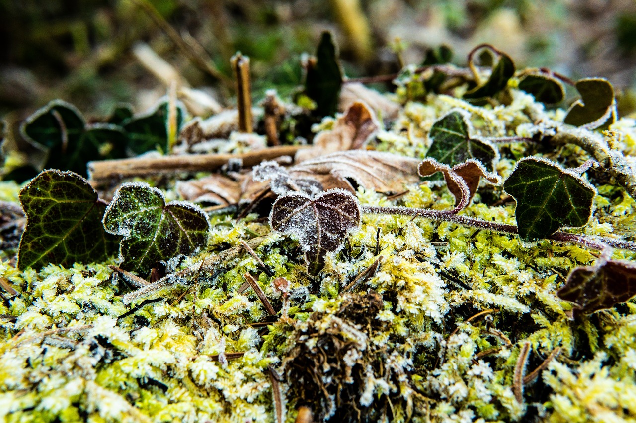 ivy  frost  forest free photo