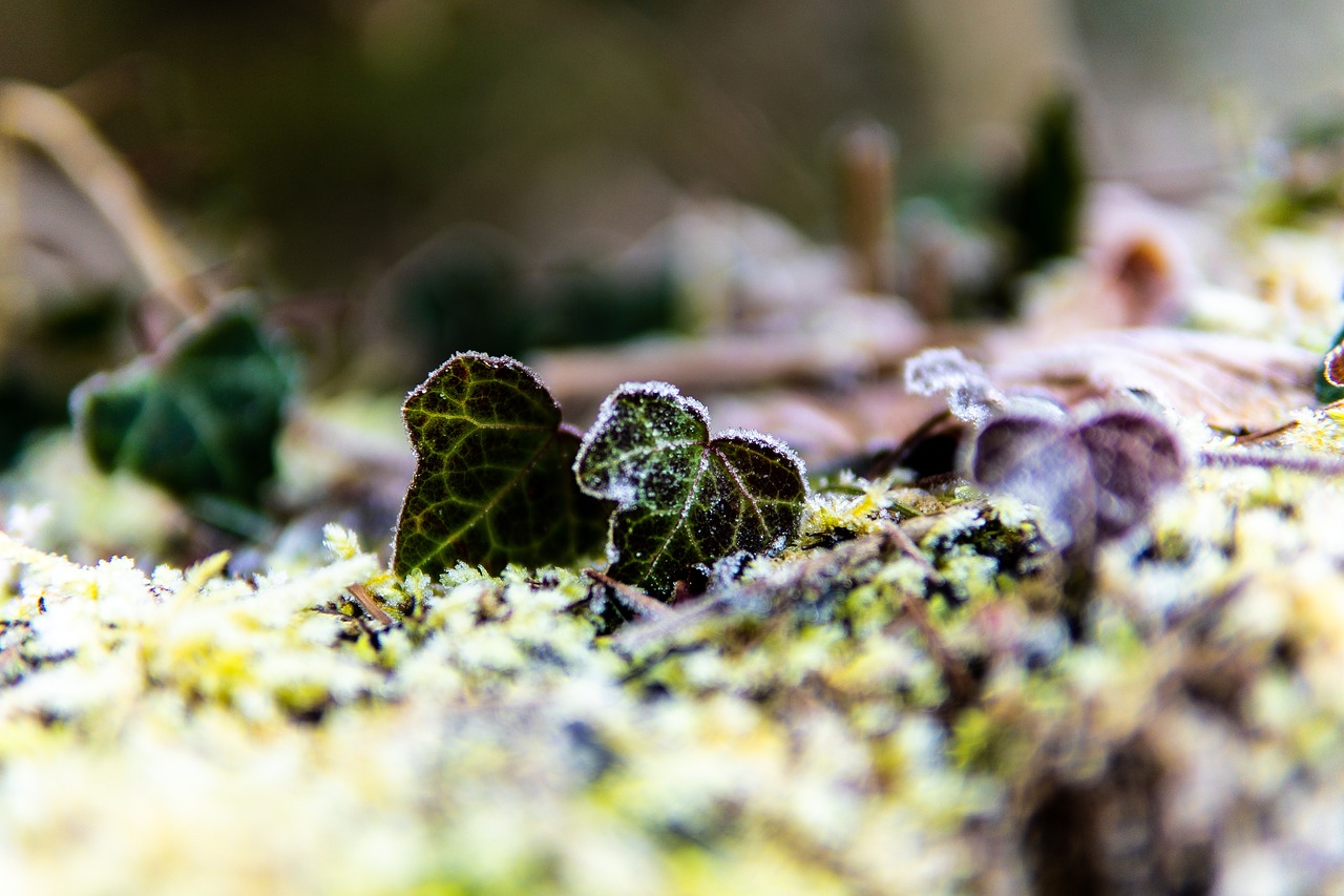 ivy  frost  forest free photo