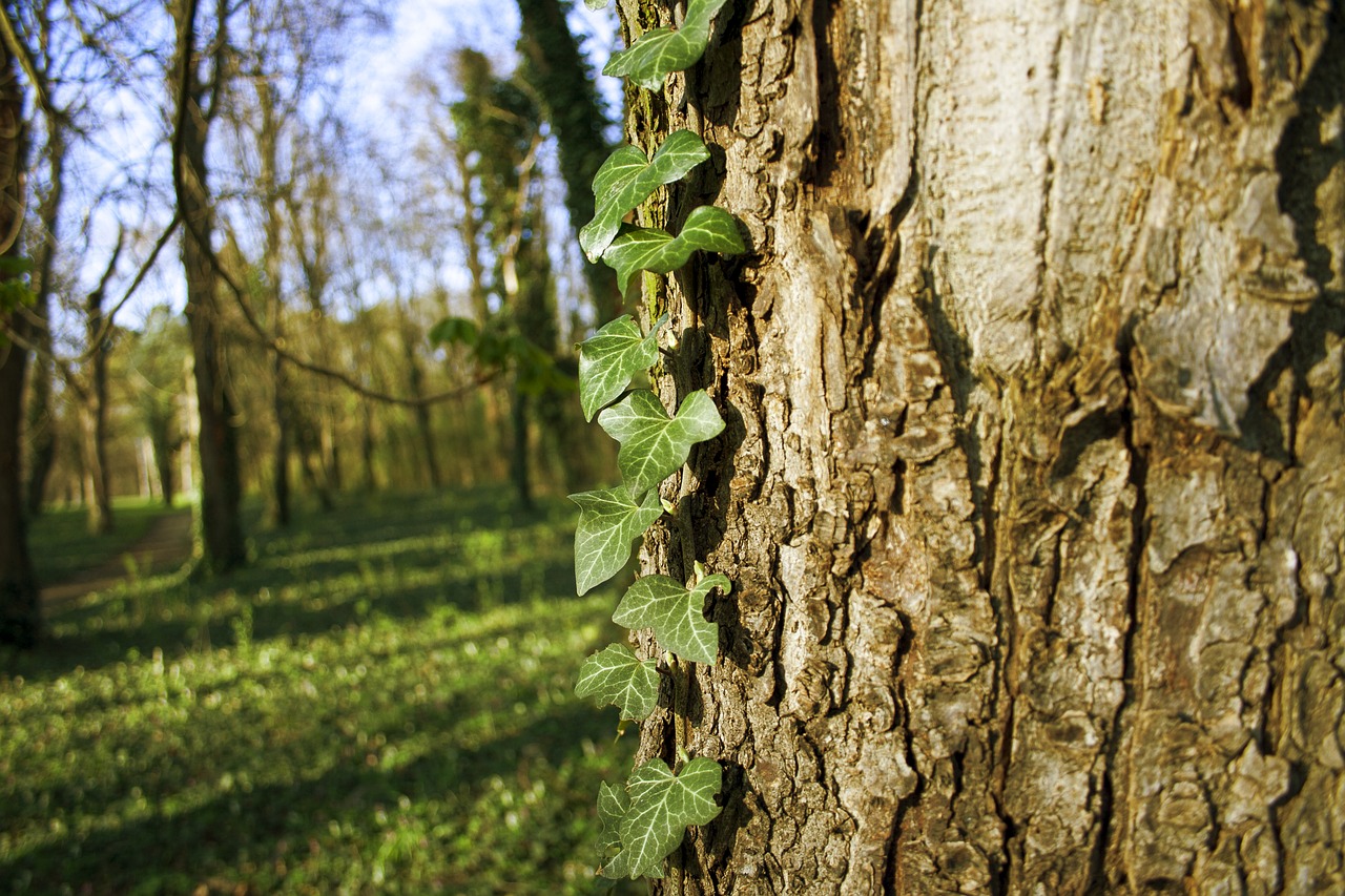 ivy  tree  nature free photo