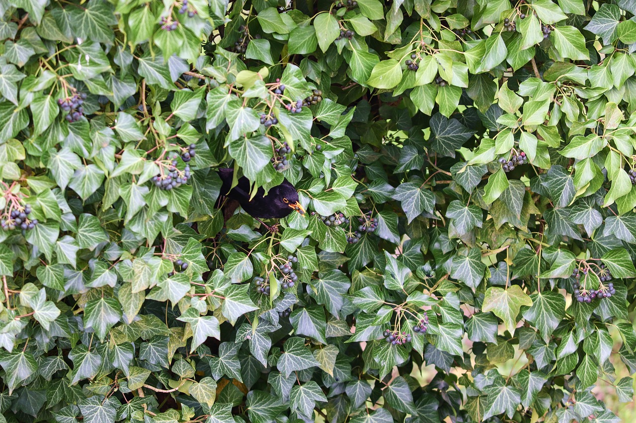ivy  blackbird  hiding place free photo