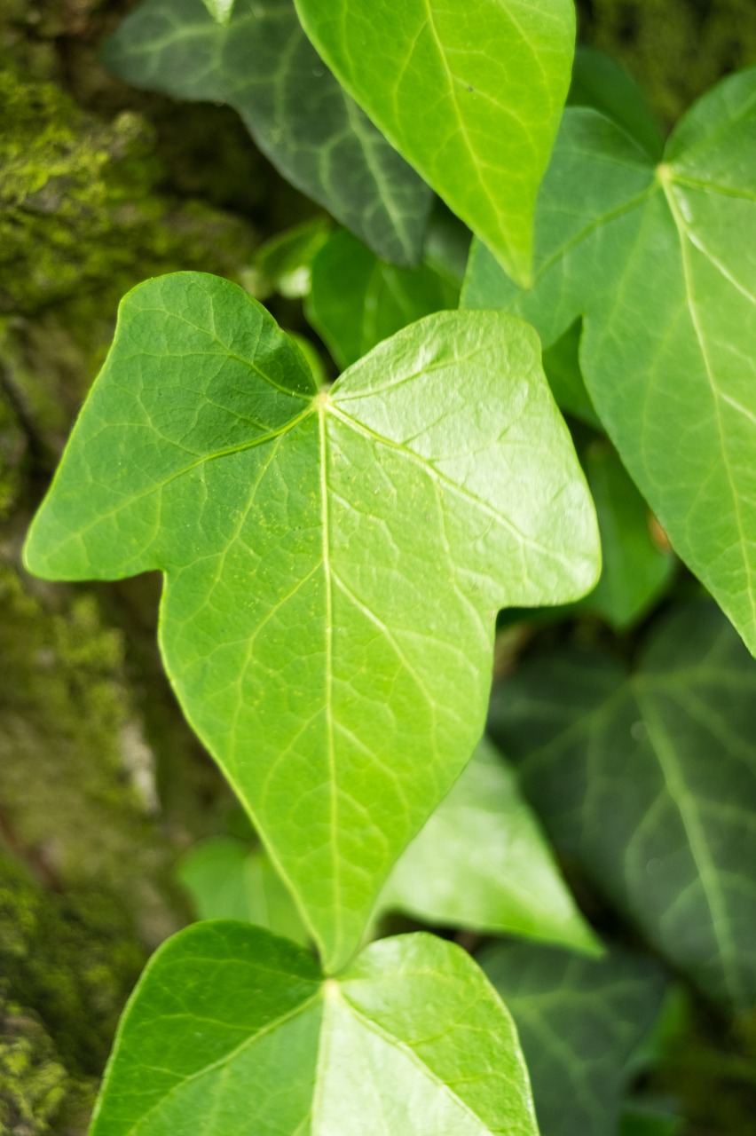 ivy  creeper  leaf free photo