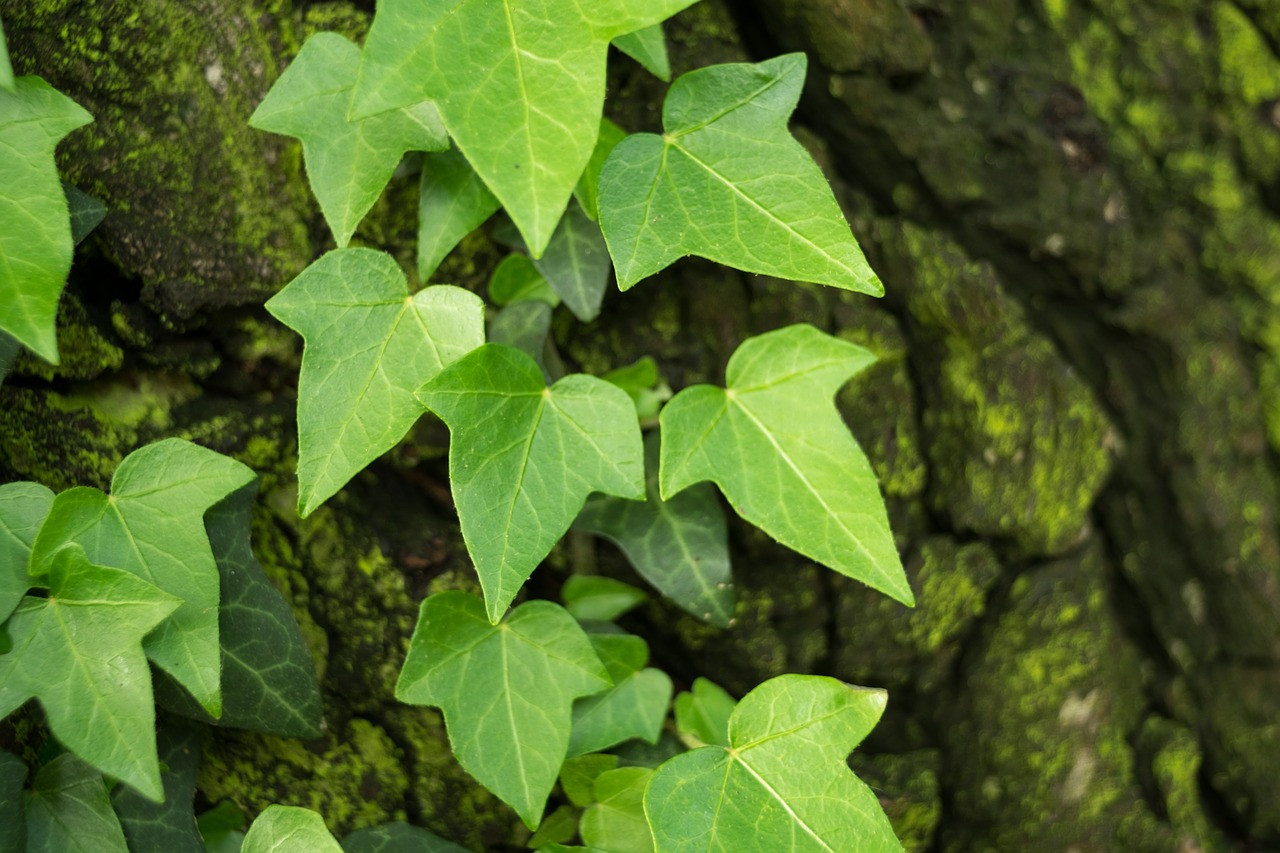 Ivy, hedera, green, foliage, leaf - free image from needpix.com