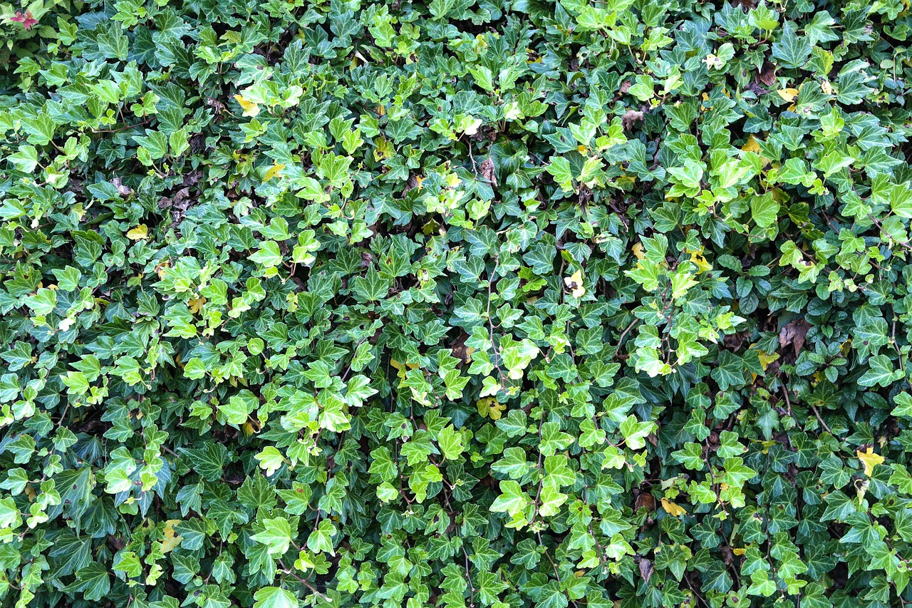 ivy ivy hedge overgrown free photo