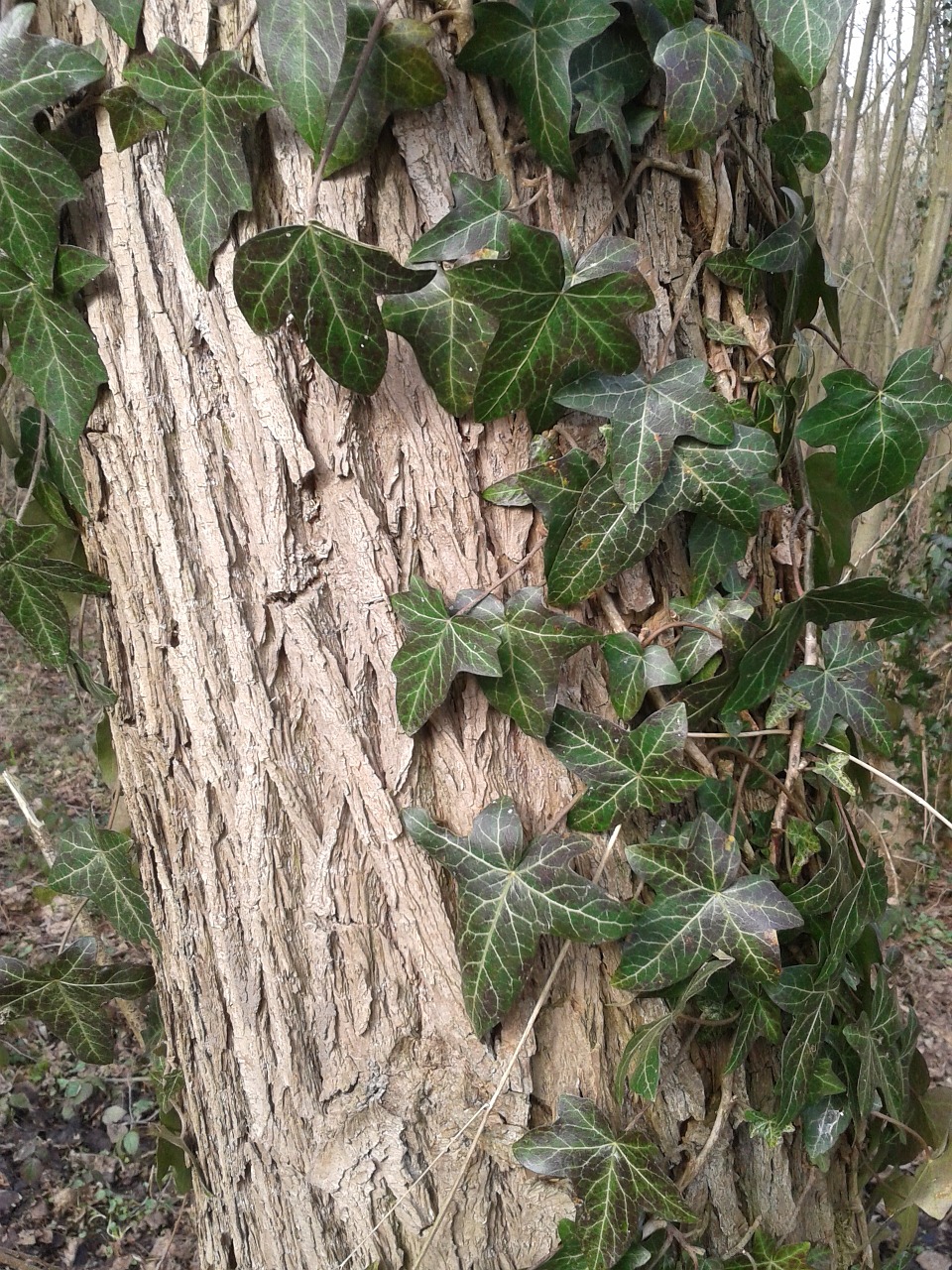 ivy bark tree free photo