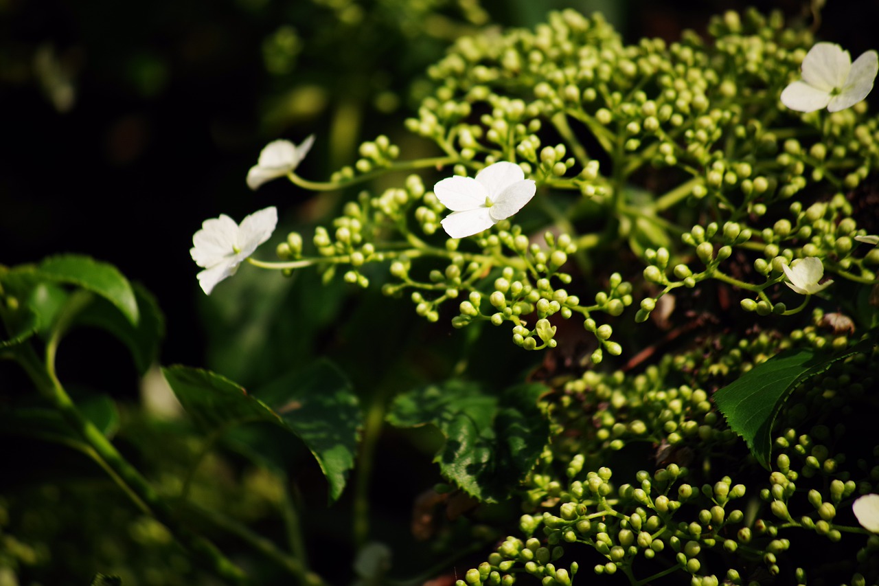 ivy  blossom  bloom free photo