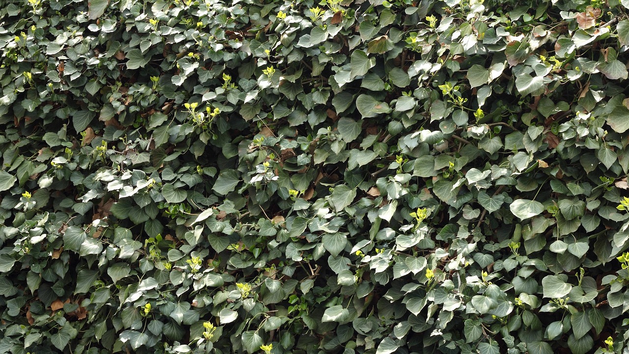 ivy climber leaf free photo