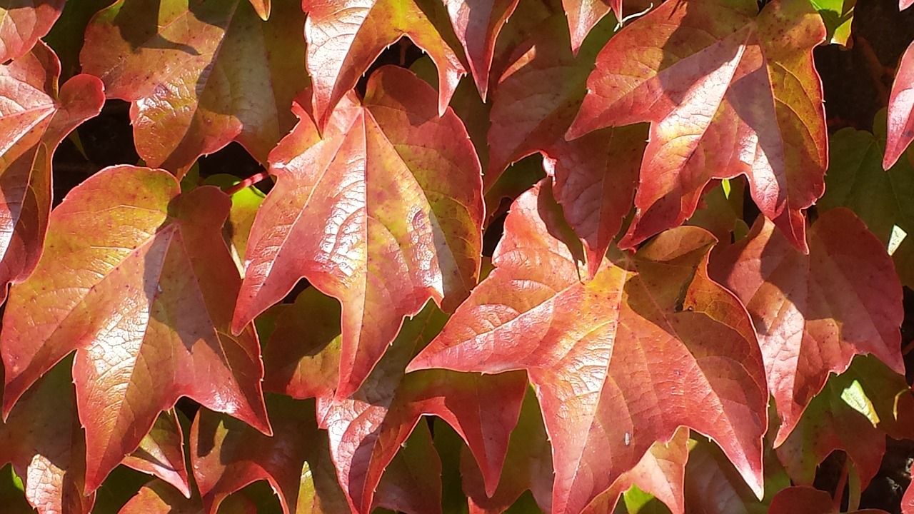 ivy autumn colours autumn free photo