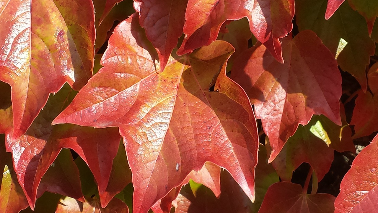 ivy autumn colours autumn free photo