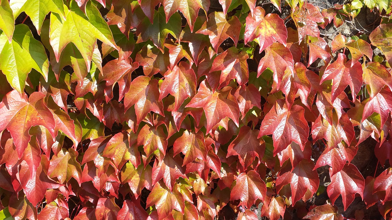 ivy autumn colours autumn free photo