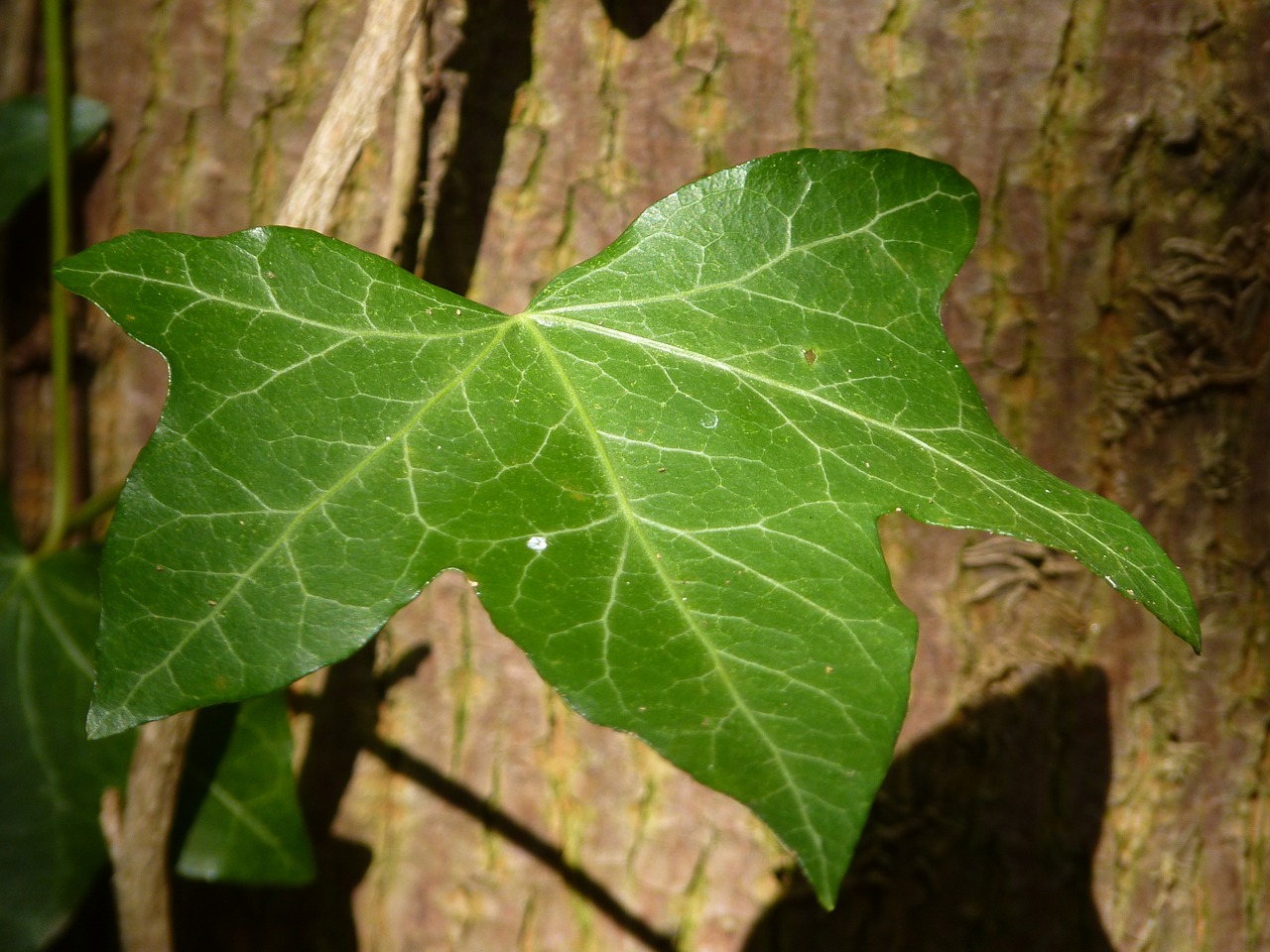 ivy leaf tree free photo