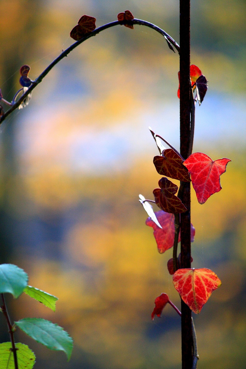 ivy entwine autumn colours free photo