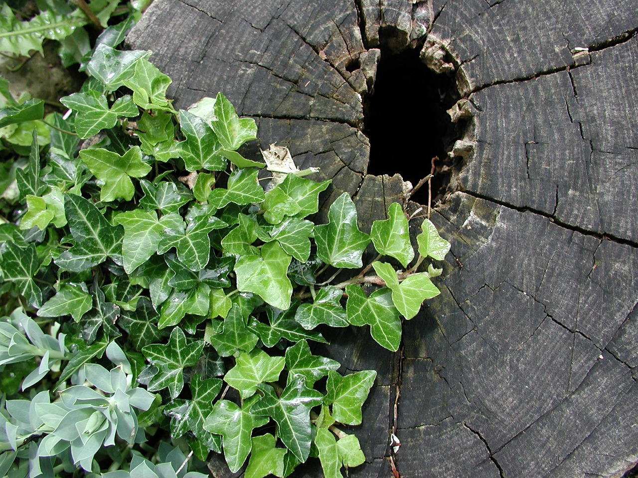 ivy stump natural free photo