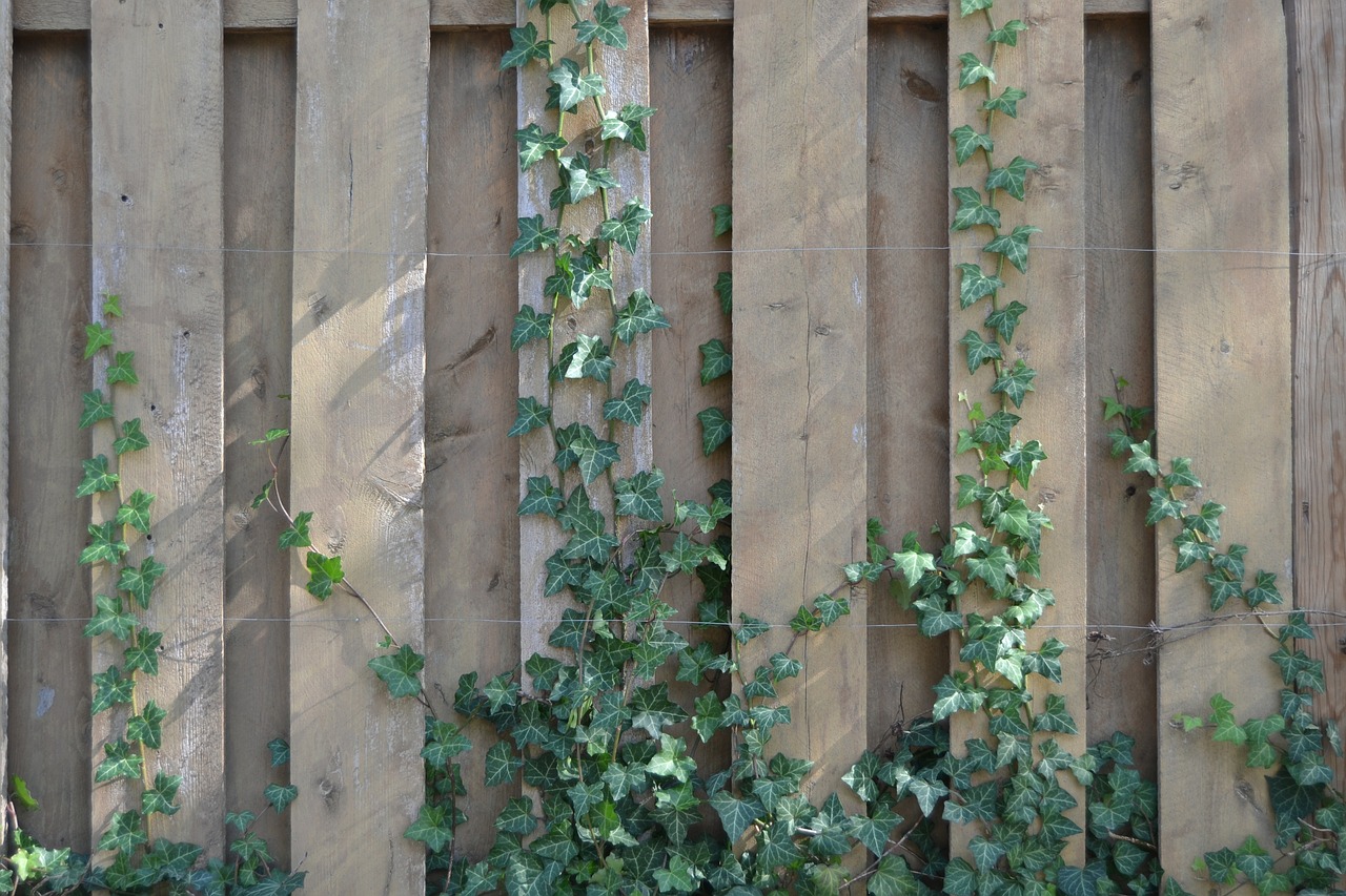 ivy wall texture free photo