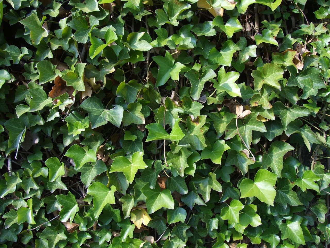 ivy leaves climber free photo