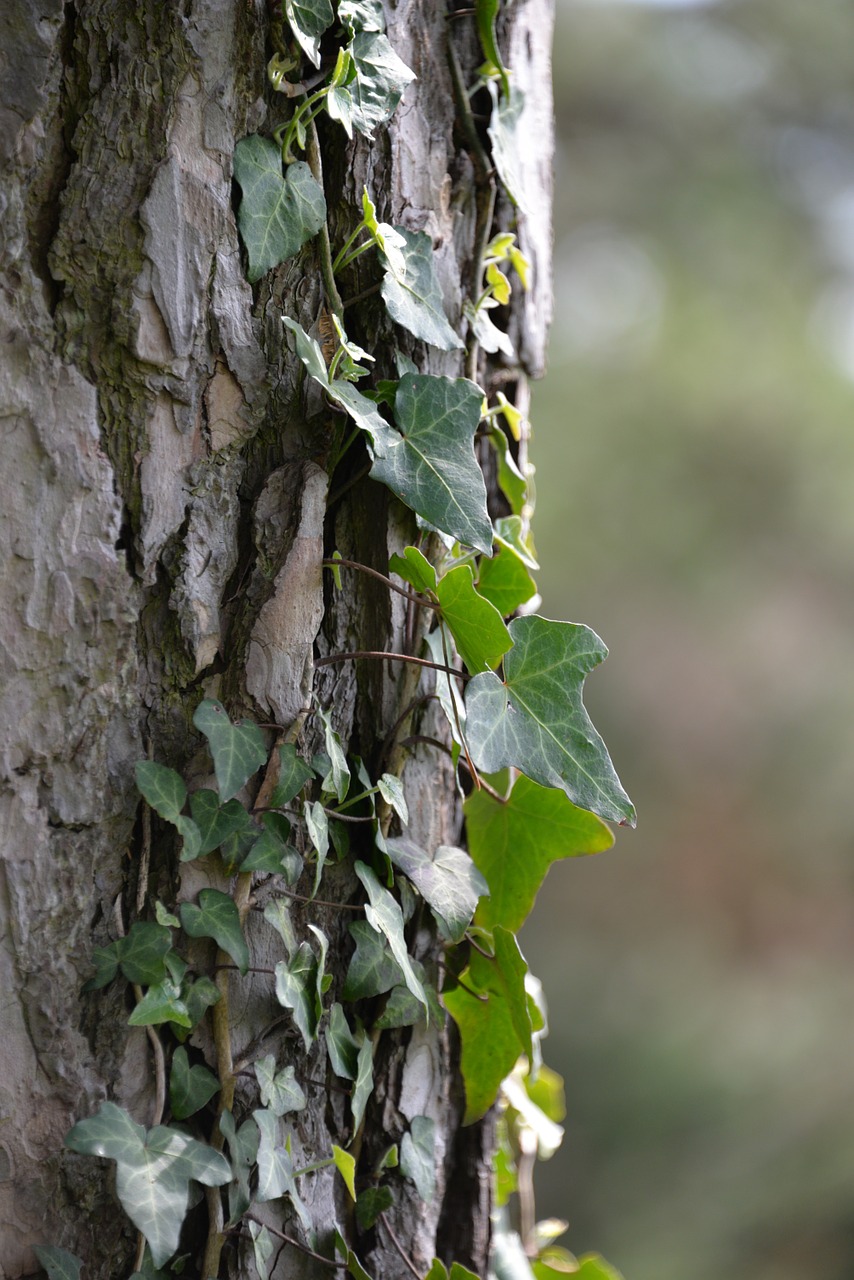 ivy tree creeper free photo