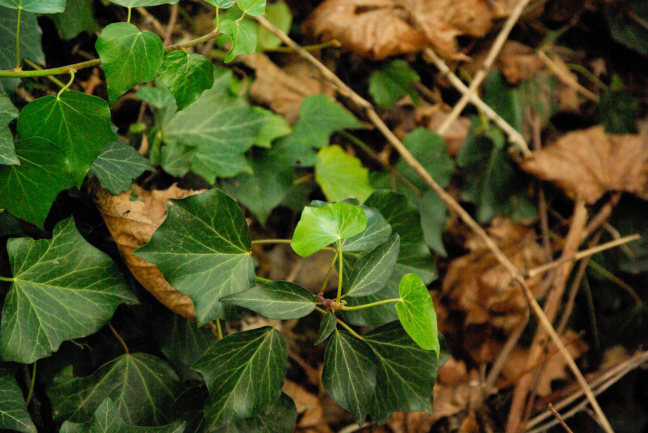 ivy leaves forest free photo