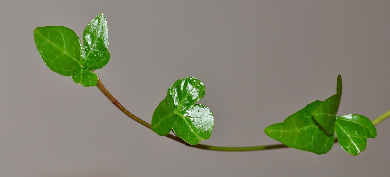 ivy plant green free photo