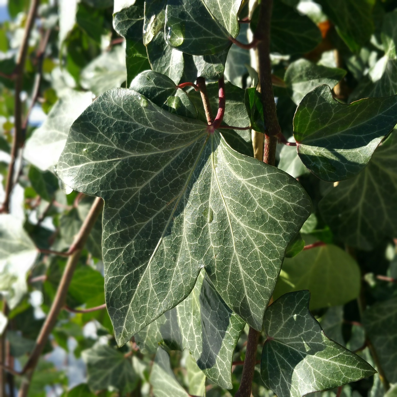 ivy garden plant free photo