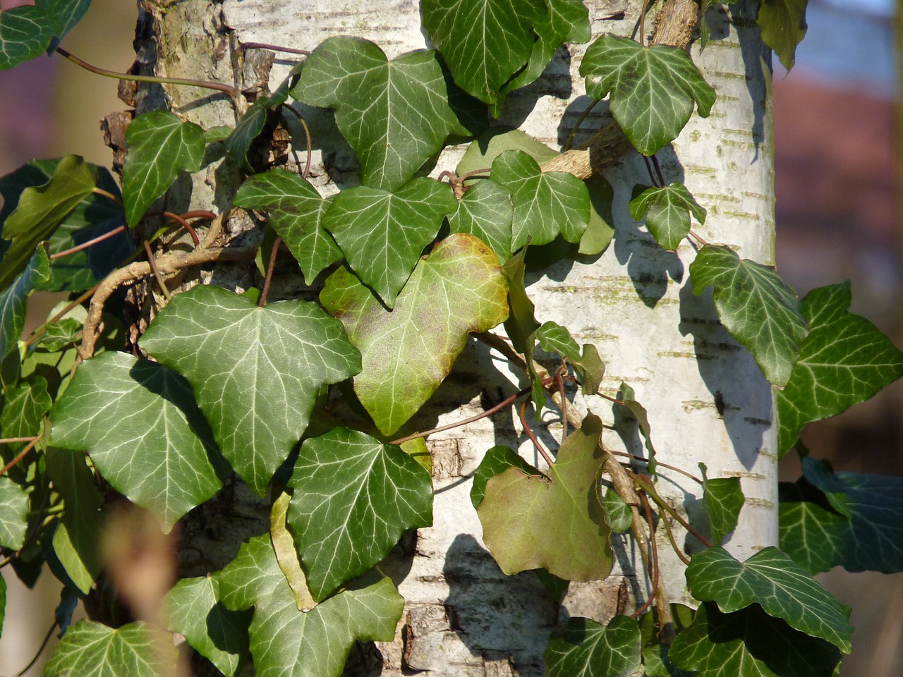ivy birch tree free photo