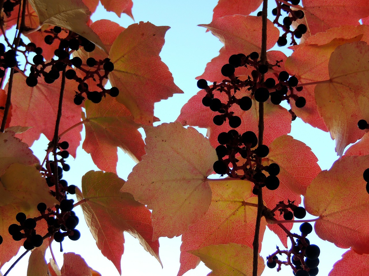 ivy autumn reddish free photo