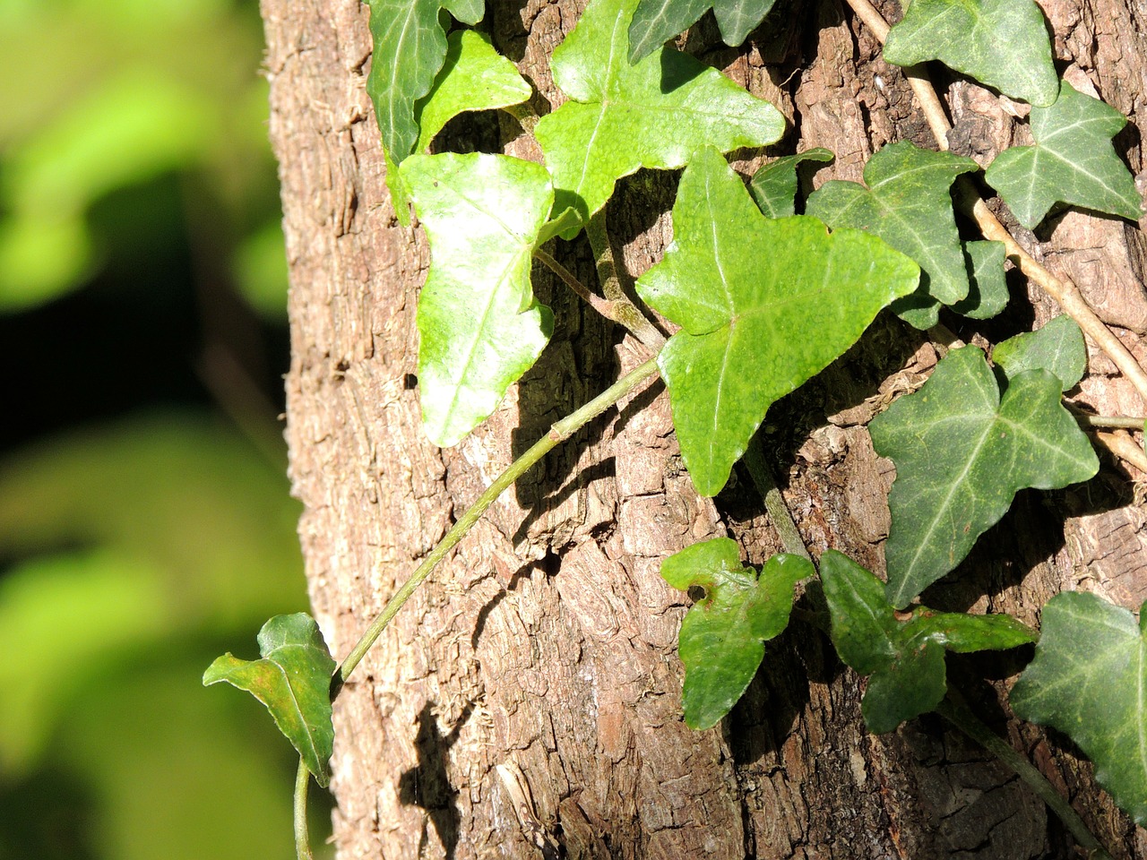 ivy climber tree free photo