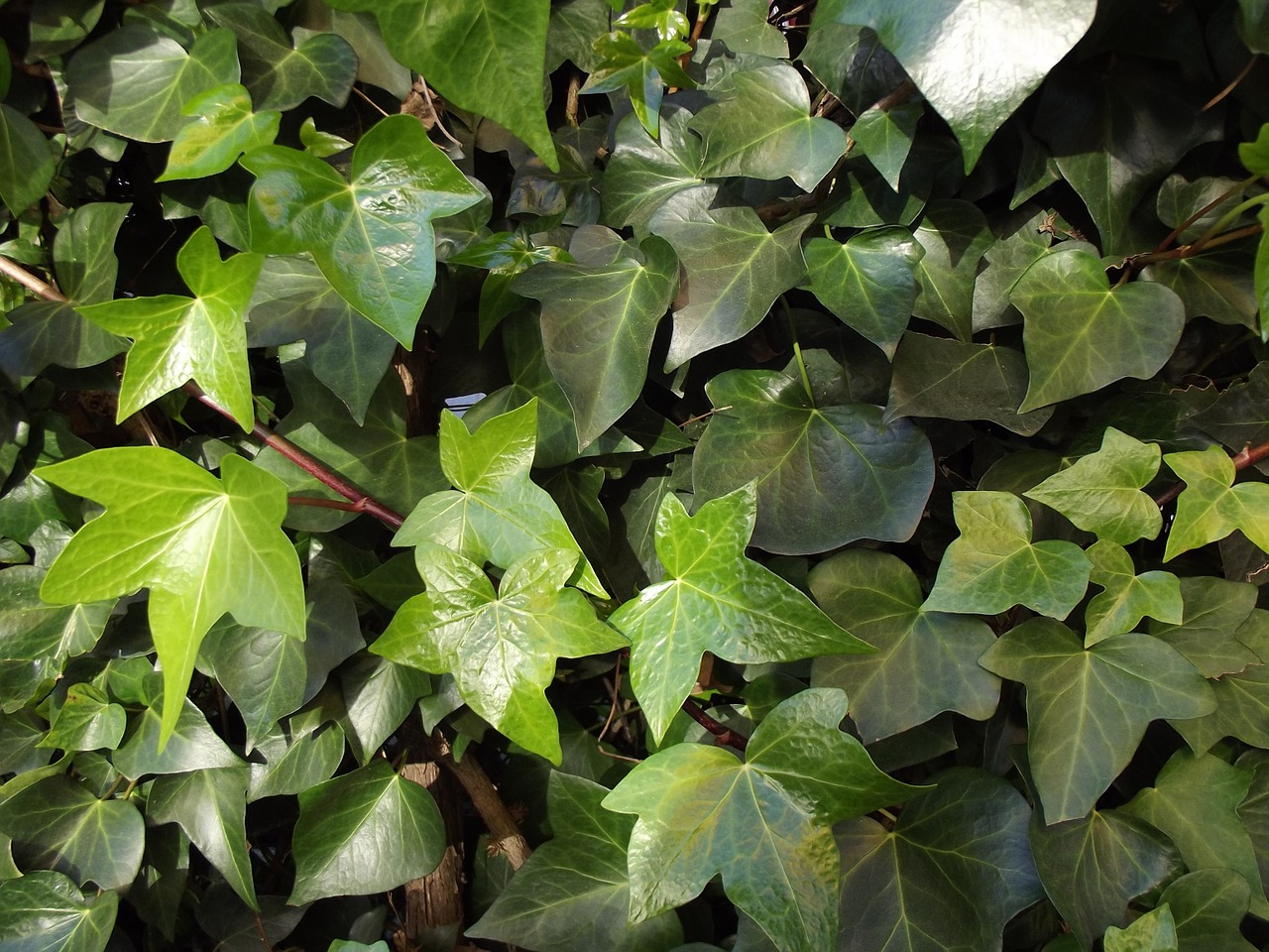 ivy ivy leaves climber free photo