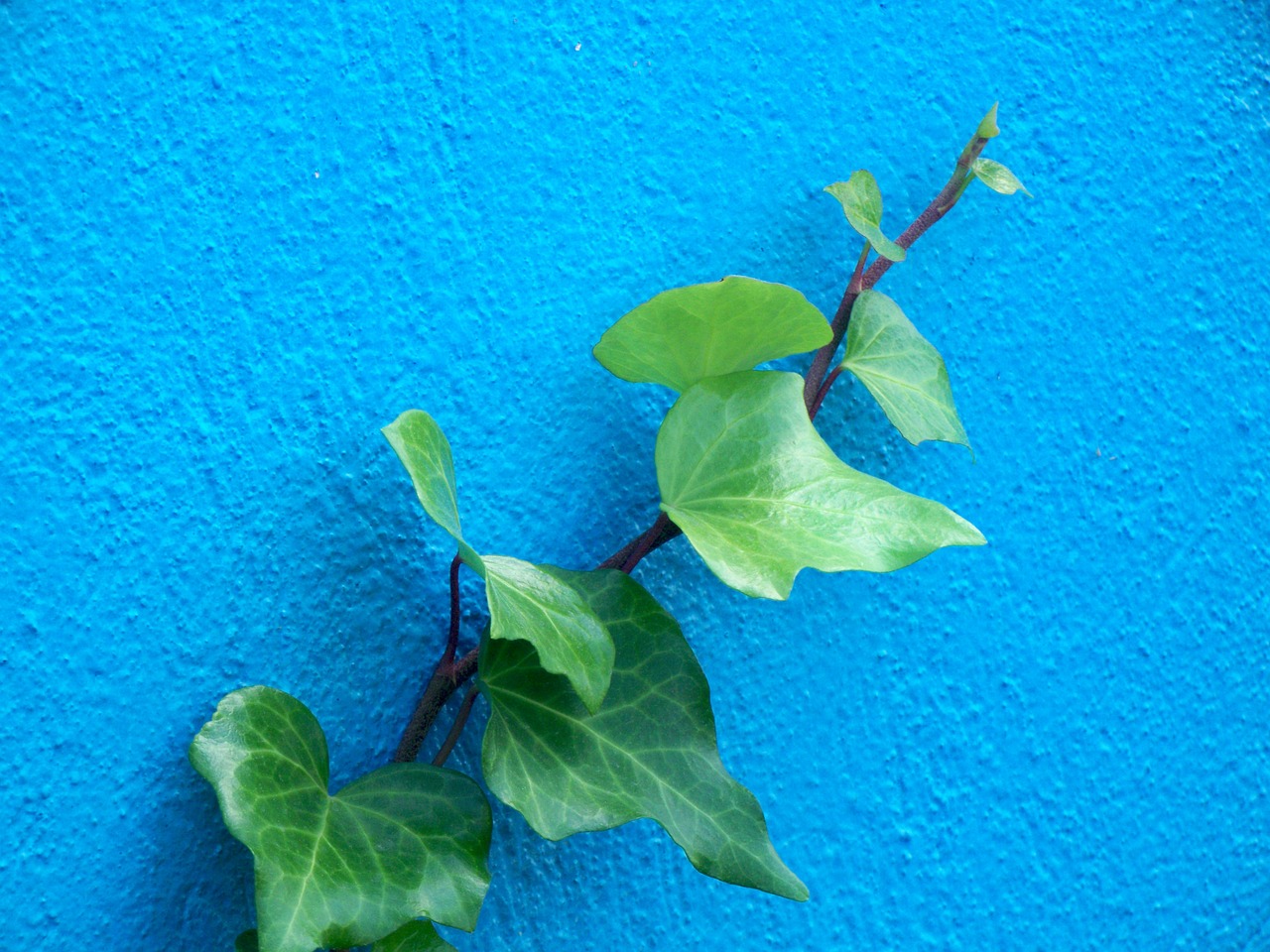 ivy wall climber free photo