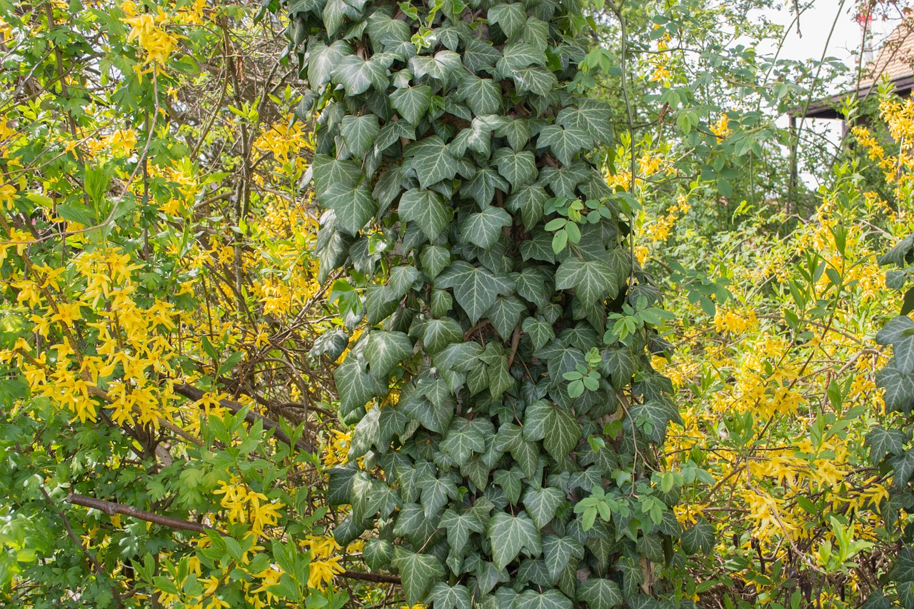 Download free photo of Ivy,green,yellow,log,climber - from needpix.com