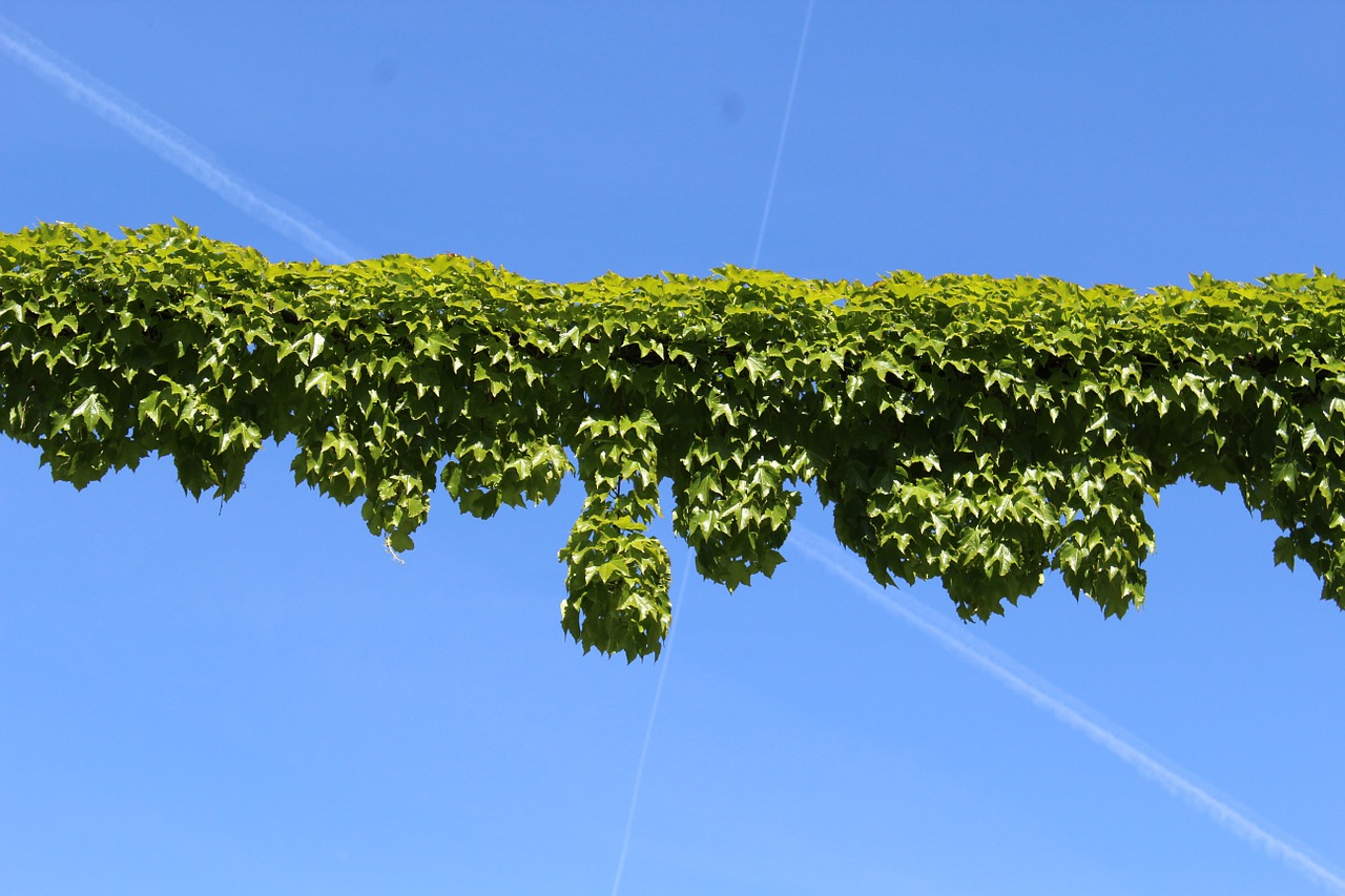 ivy creepers plants free photo