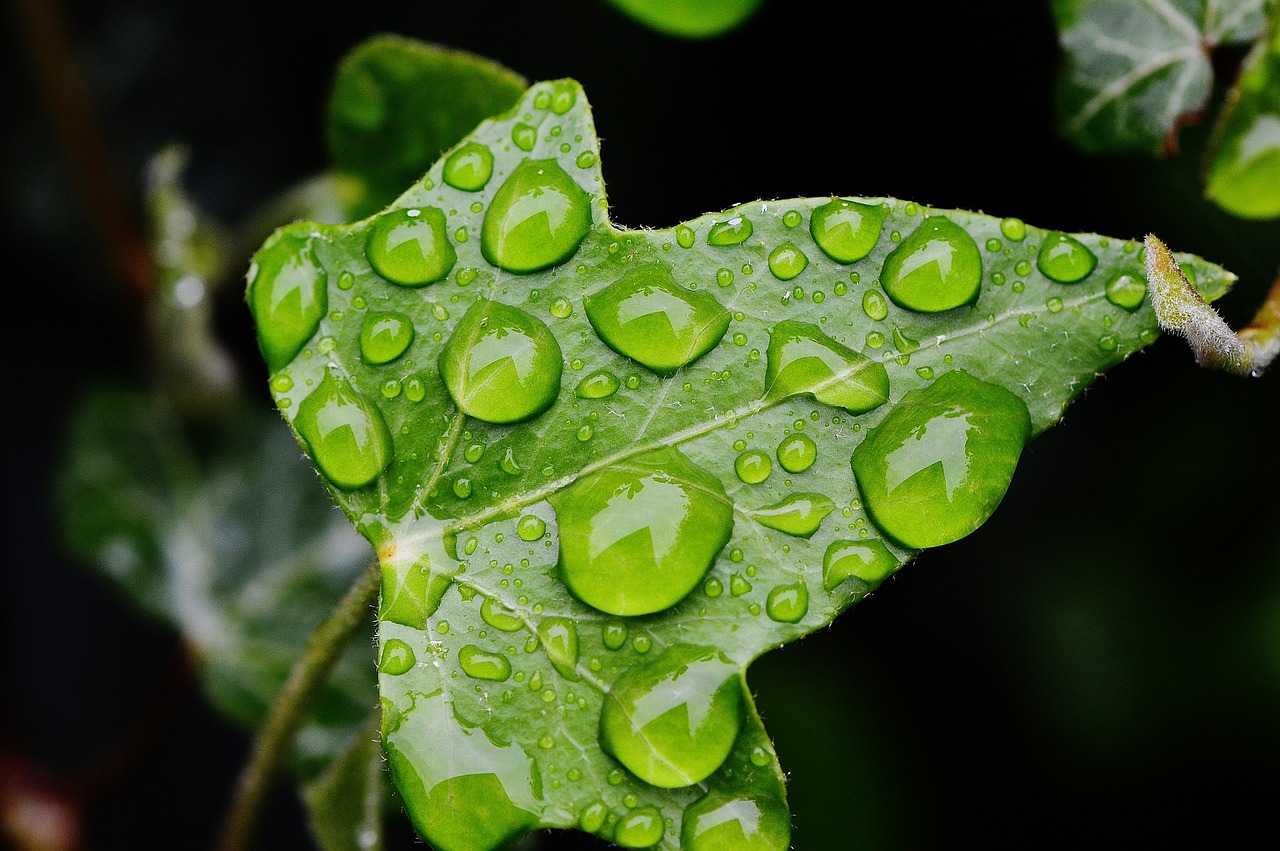 ivy nature drip free photo