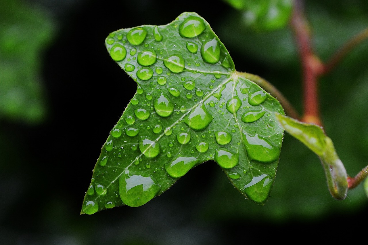 ivy nature drip free photo