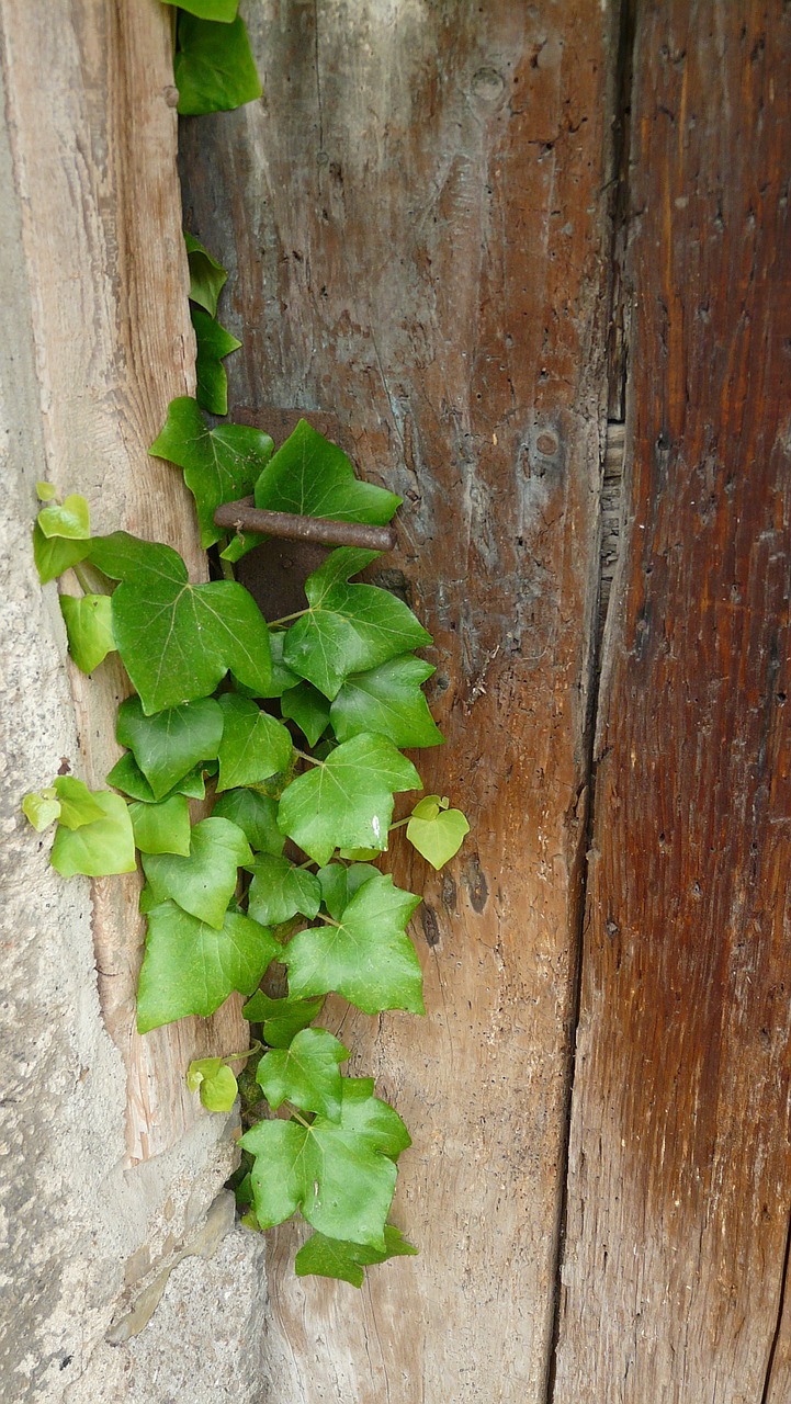 ivy wooden door old free photo