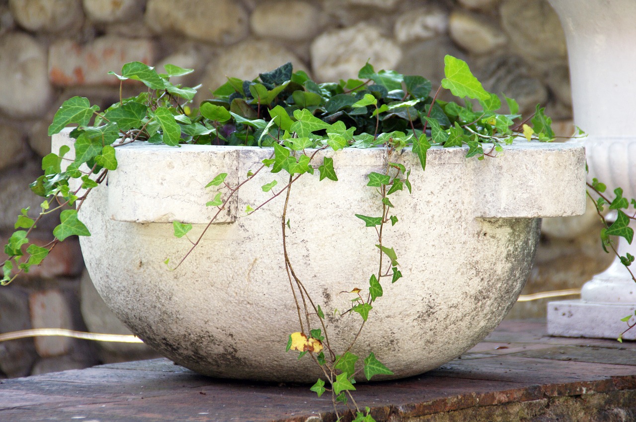 ivy pot flower free photo