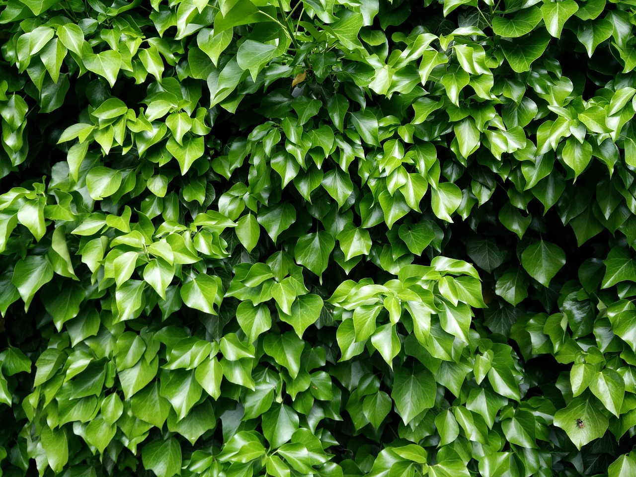 ivy leaves green free photo