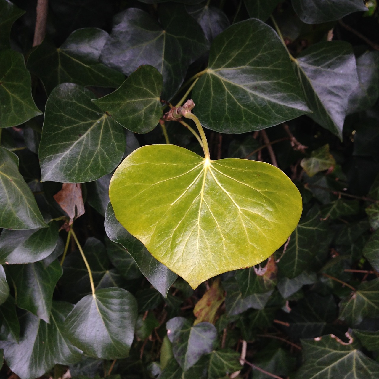 ivy sheet green free photo