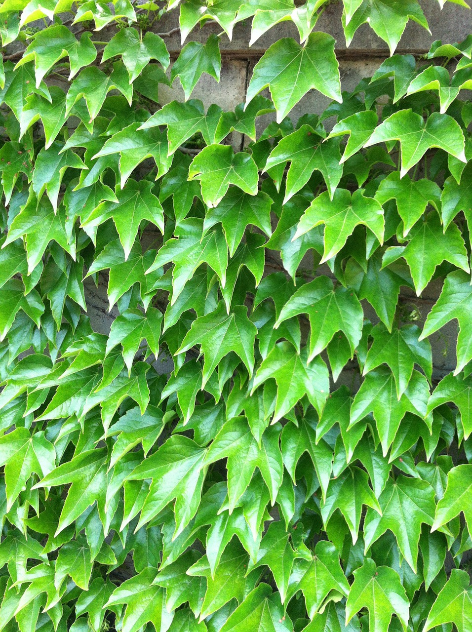 ivy green wall free photo