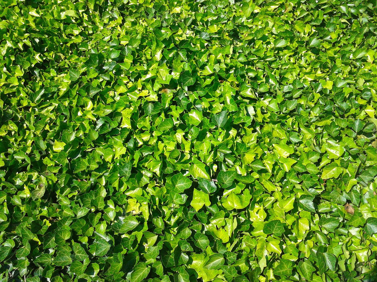 ivy plant green free photo