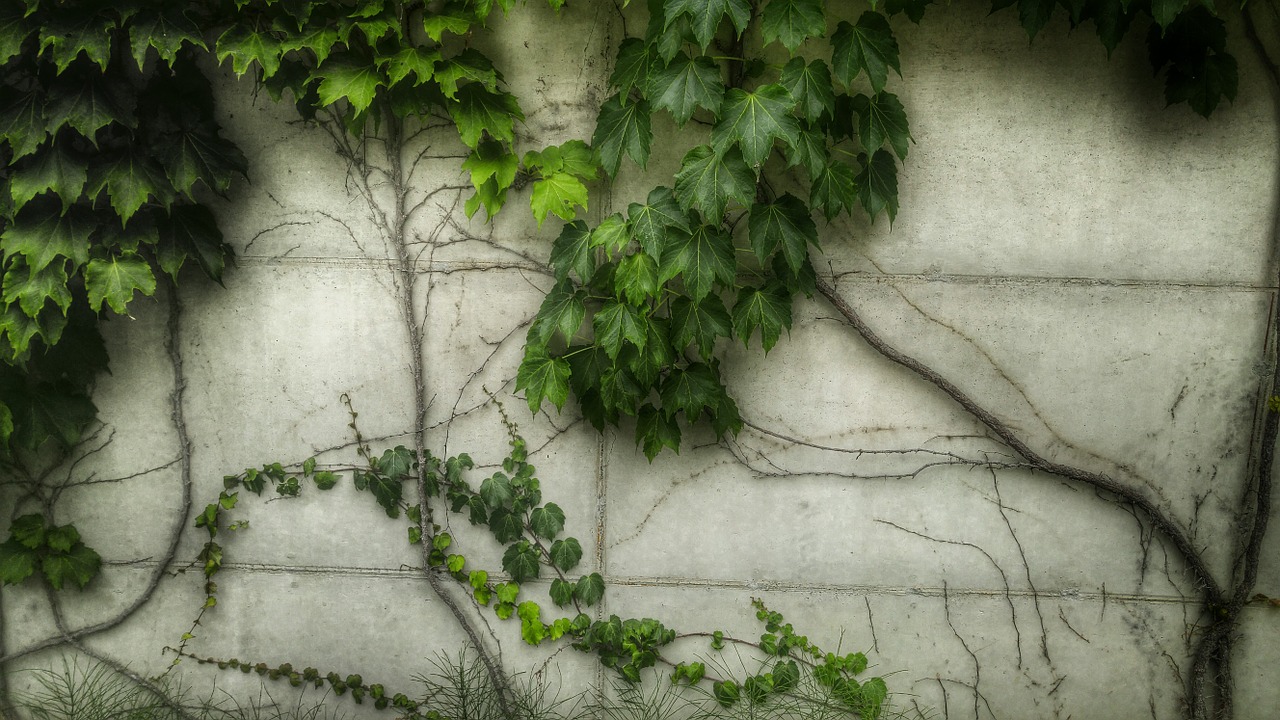 ivy wall free pictures free photo