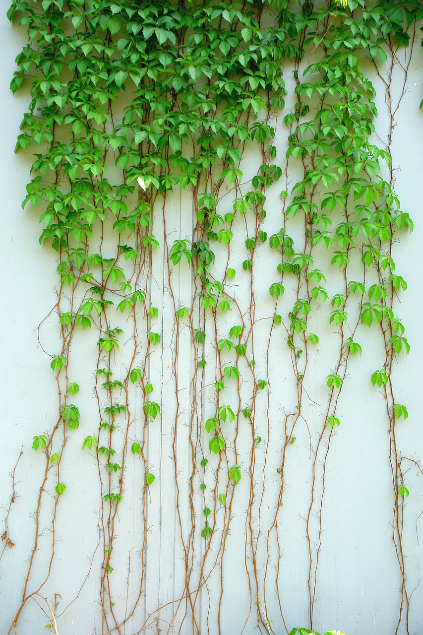 ivy vine plant free photo