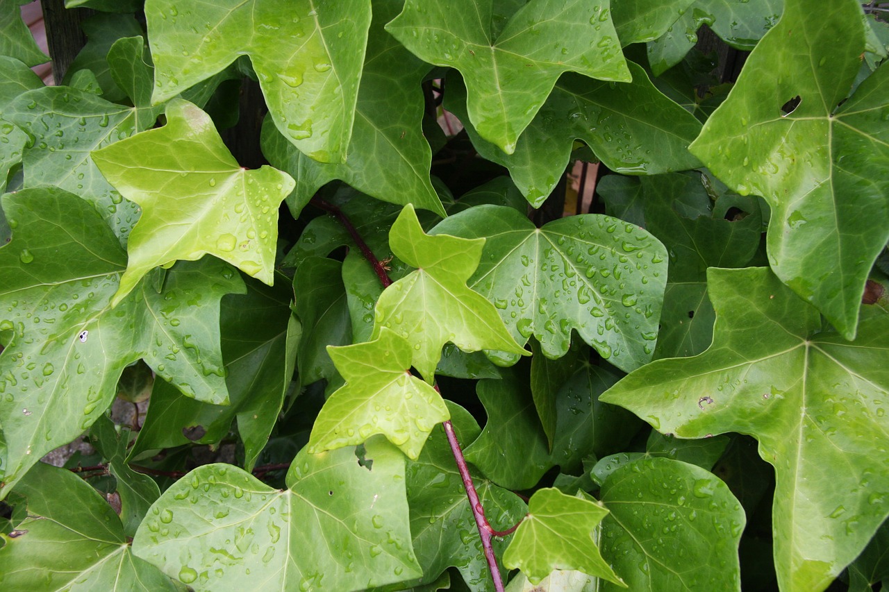 ivy leaves drop of water free photo