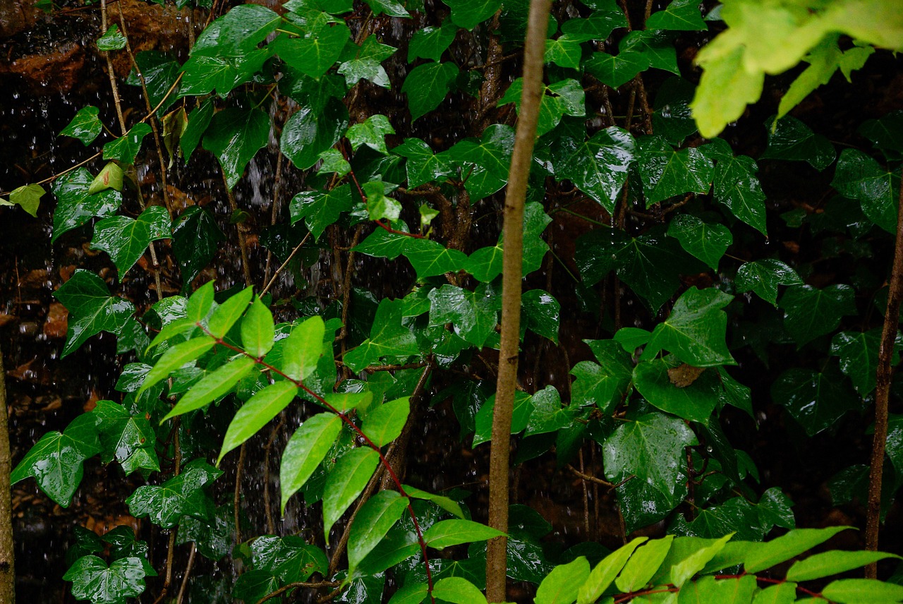 ivy rain vegetation free photo