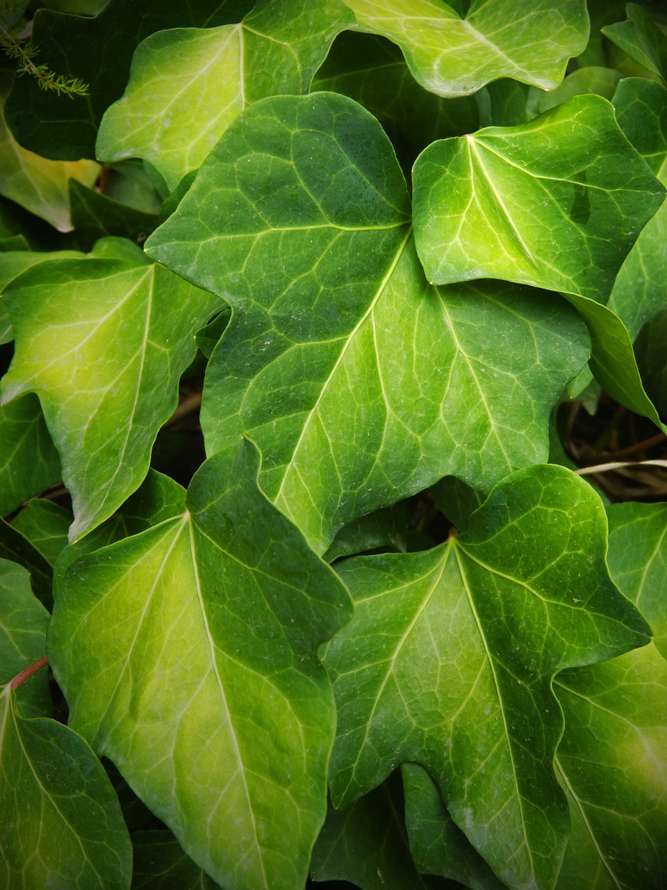 ivy leaf green free photo