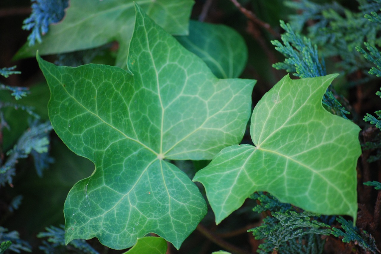 ivy garden nature free photo